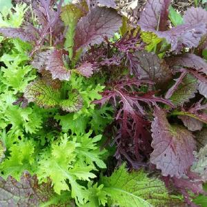 Harvest Tide Organics