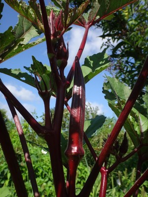 Heartbeat Learning Gardens
