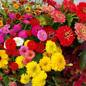 Leelanau Specialty Cut Flowers