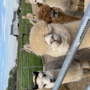 Quarry Critters Alpaca Ranch