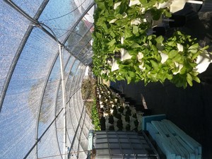 Garden Path