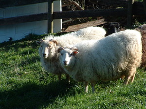 Sweet Tree Hill Farm