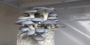 Diggin' It Mushrooms