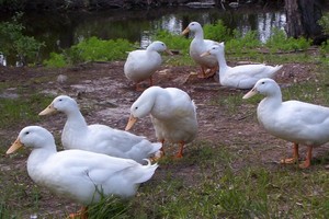 Cross Farms