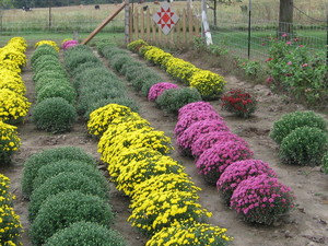 Smith Farms