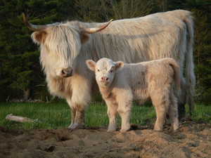 Pondview Farm