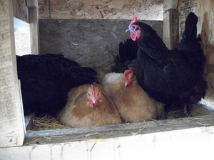 Crazy Woman Ranch