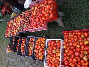 Stimigo Farm