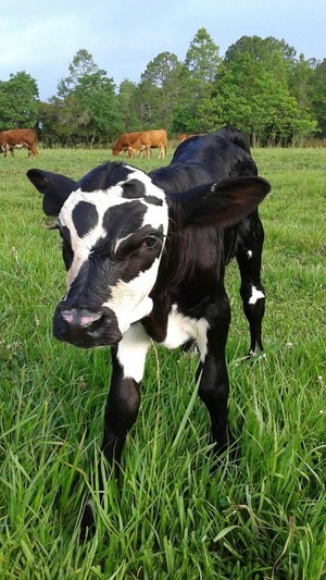 Cognito Farm