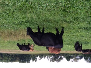 Spring Meadows Farm