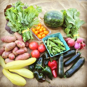 Rootbound Farm