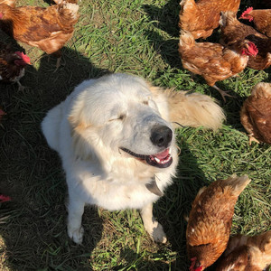 Joe's Farm