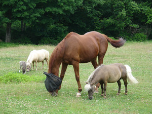 B-Z-B Farm LLC