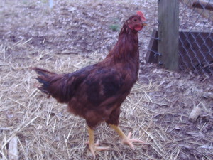 Chicken Dog Farm