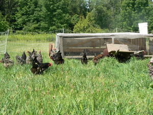 Waxwing Farm