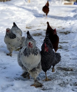 Overlook Farm Groton NH