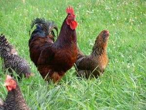Victory Farm