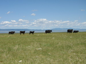 Lazy 69 Ranch