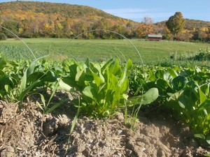 Stone Wall Vegetables