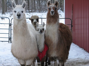 Sparta Mountain Farm