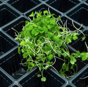 Vital Living Sprouts
