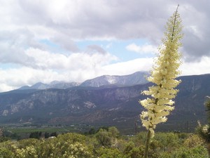 Dirt Creek Farm