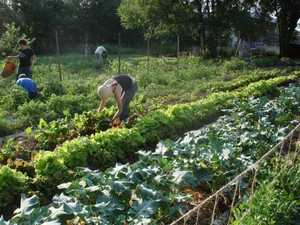 Nashville Urban Harvest