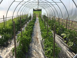 Spirit of Walloon Market Garden