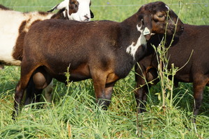 Gibraltar Farm