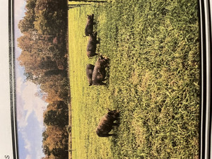 Canton Creek Ranch