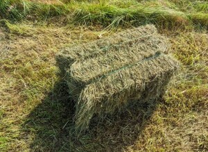 Barefoot Farm