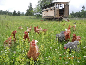 Simply Green Farm