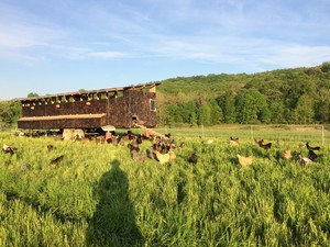 Grass + Grit Farm