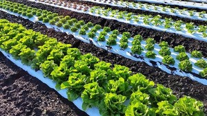 LOV Farms