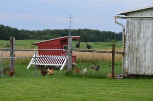 Campbell's Farm