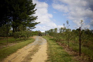 Stone Tavern Orchards