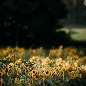Northfarthing Farms