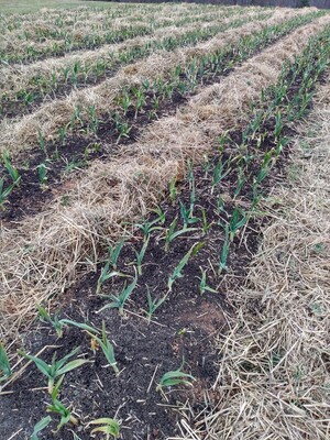 Clearview Fields, LLC