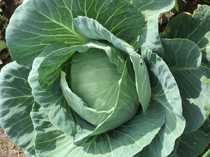 Victory Oasis Farm