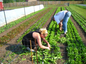 Eilert's Acres-CSA Vegetable Farm