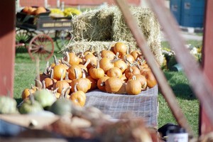 Harris Hill Farm