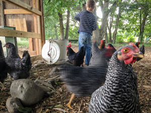 Bel Avenir Farm