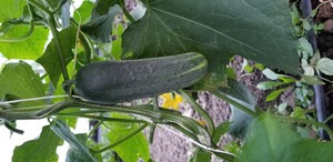 Strom Family Farm