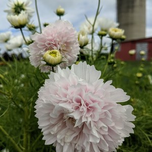 Flowers on the Hill