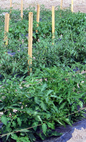 Quest Farm Produce