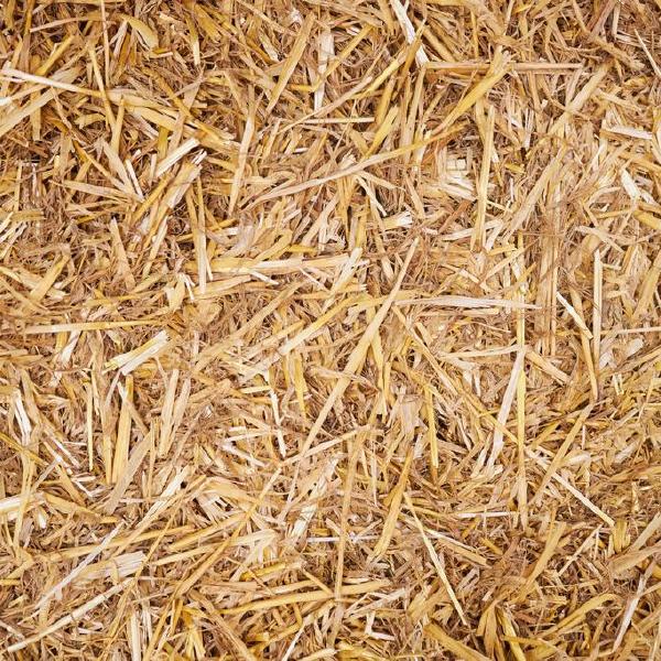 hay / straw
