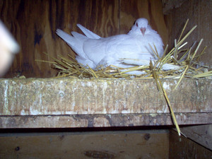 A. H. Herb'n Craft Farm