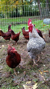 Half Moon Farm