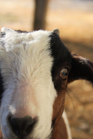 Harmony Farm