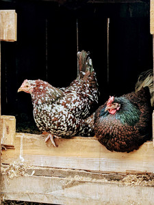 Gossamer Hill Farm
